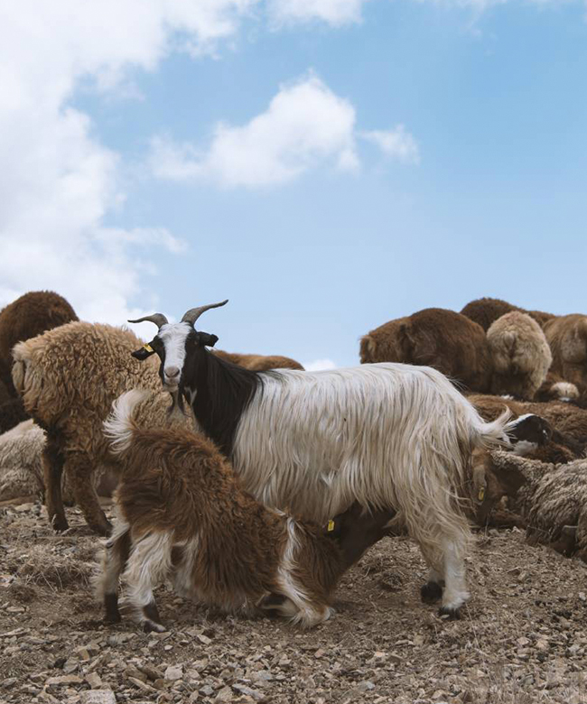 leap-sustainable-materials-cashmere-goat-photograph