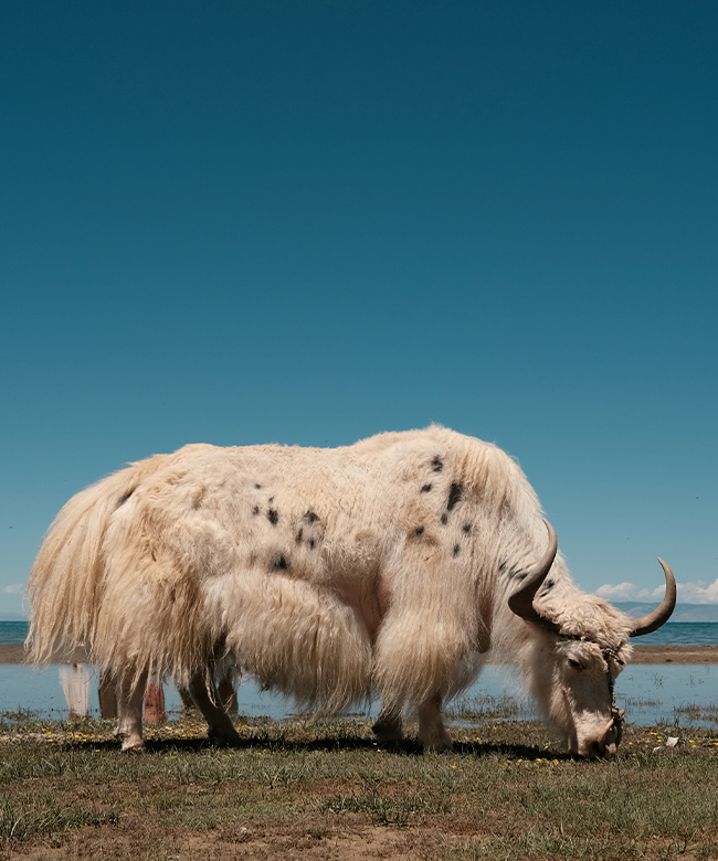 leap-sustainable-materials-yak-yarn-photograph-yak-grazing