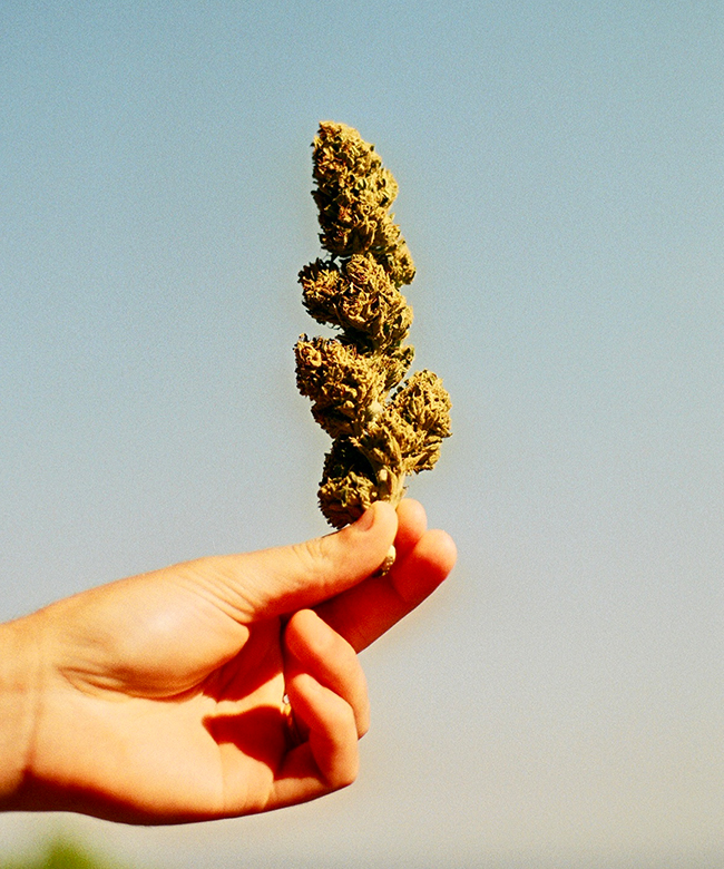 onda-wellness-cbd-oil-product-lifestyle-image-holding-dried-cannabis