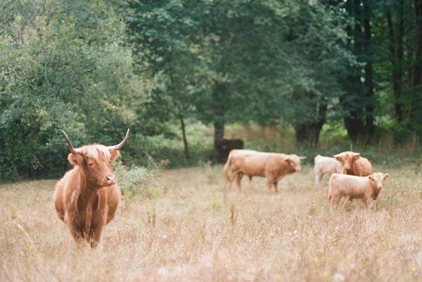 stephen-from-onda-editorial-landscape-image-1-cattle-in-field