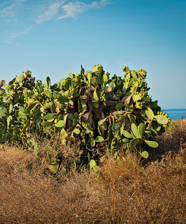 irene-forte-natural-skincare-product-lifestyle-image-prickly-pear-plant-blue-sky-mediterranean-scene