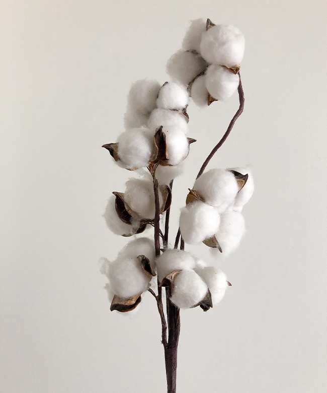 cloe-cassandro-organic-cotton-product-lifestyle-image