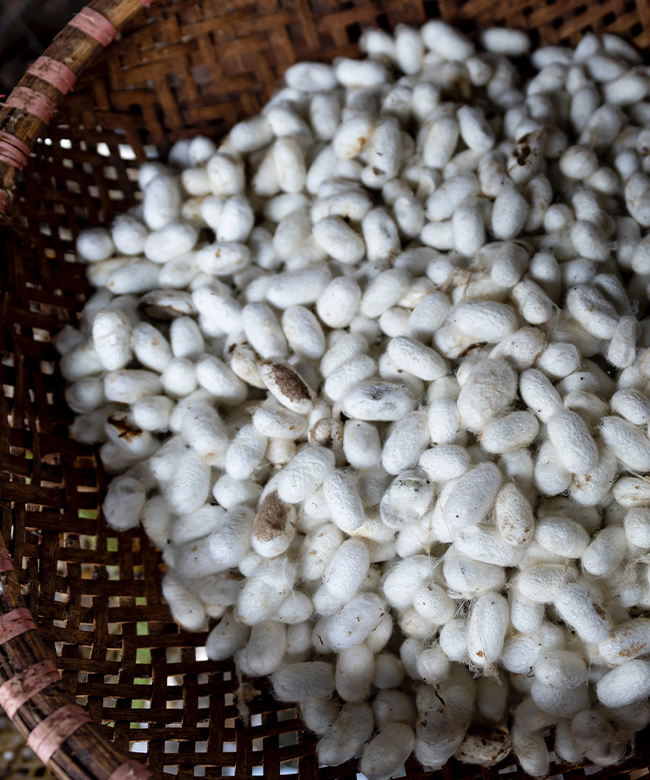 cloe-cassandro-silk-worm-cocoons-product-lifestyle-image