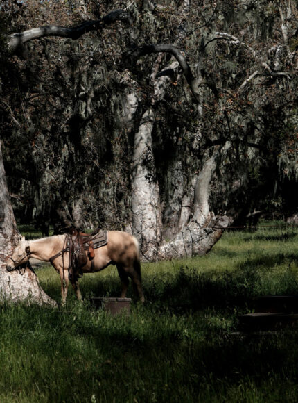 Taking a Step Back at Alisal Ranch in The Santa Ynez Valley