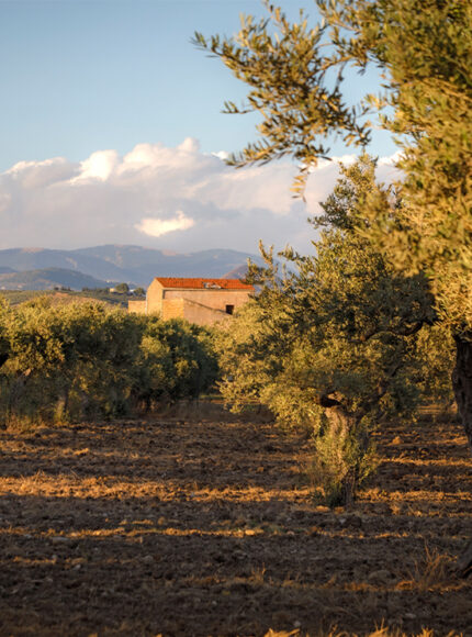 Irene Forte’s Sustainable Guide to Sicily