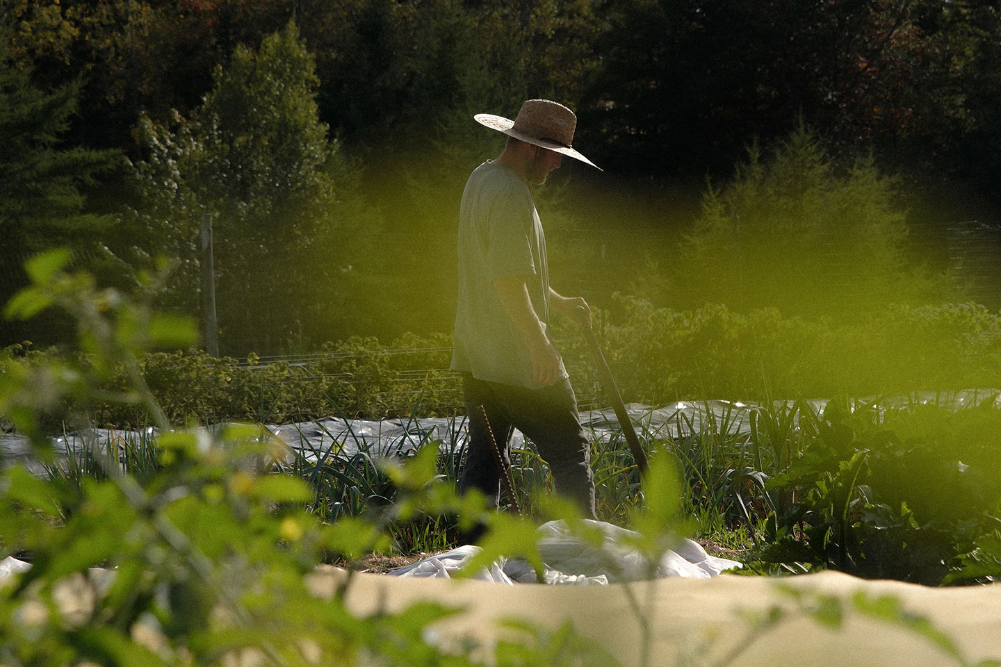 An organic farmer walking throw rows of vegetables