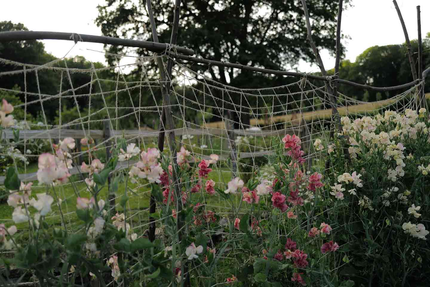 Colorful sweet peas growing up handmade netting