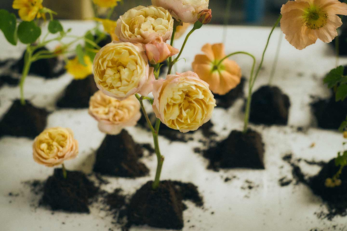 Orange roses growing in soil on a table