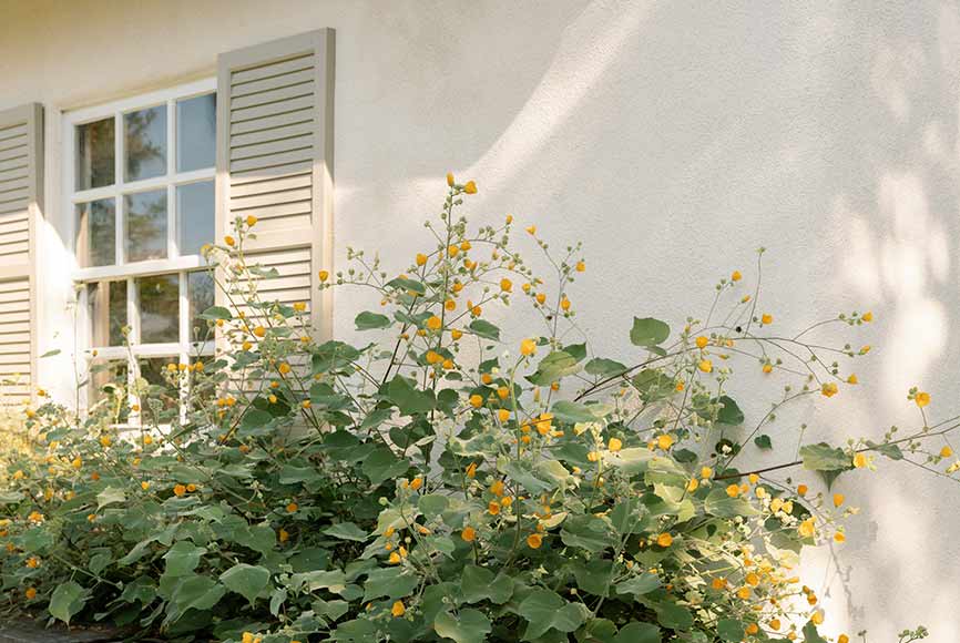 Planting with native plants besides a window