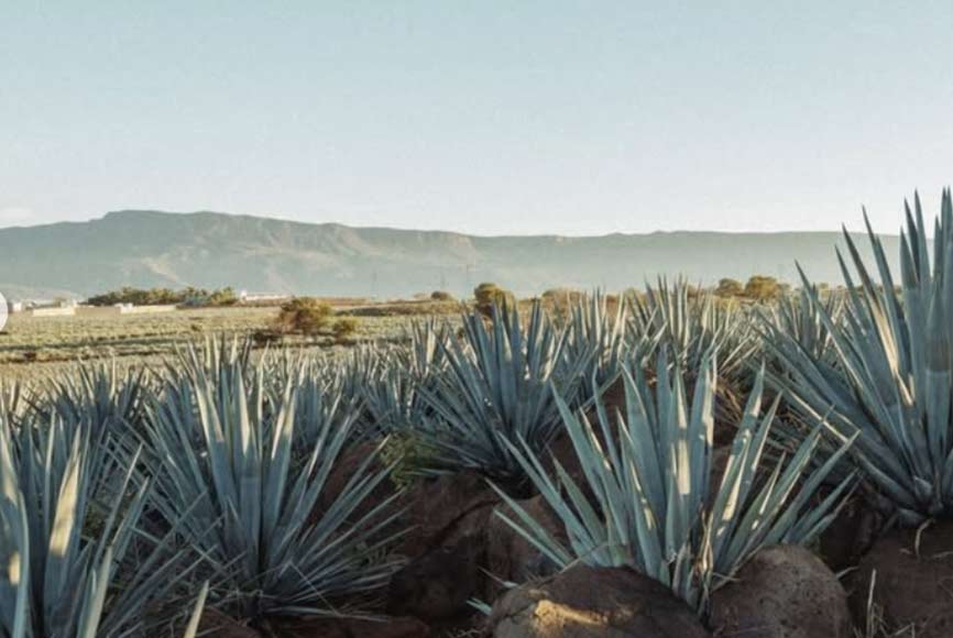 Sustainable production of agave plants