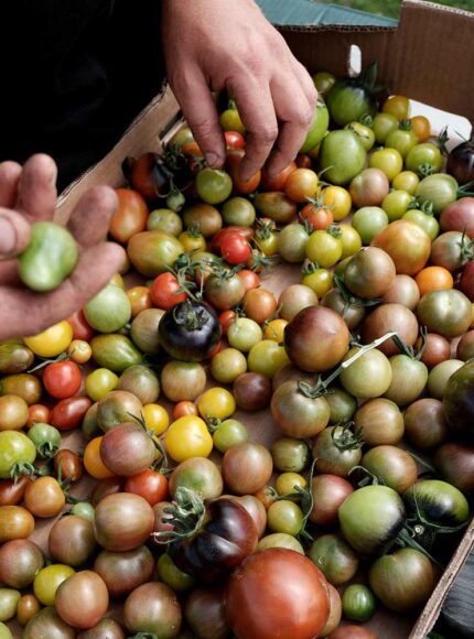The Difference Between Organic and Non Organic Food