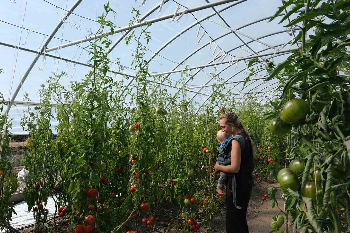 A mother holding her baby picking tomatoes in a greenhouse
