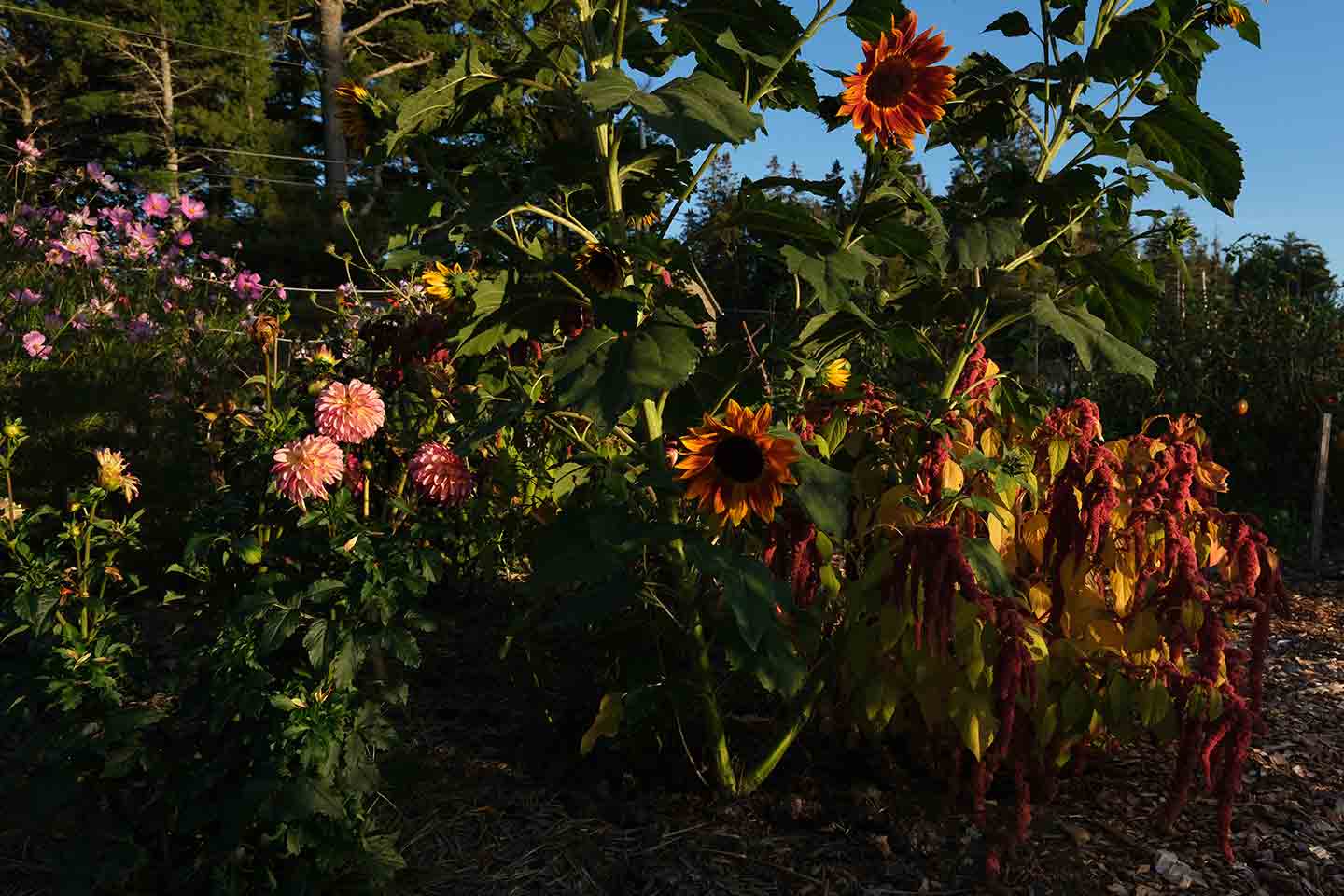 A garden with amaranth, sunflowers and dahlias in it.