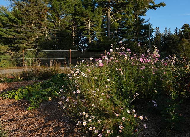 Pink cosmos flowers in a field