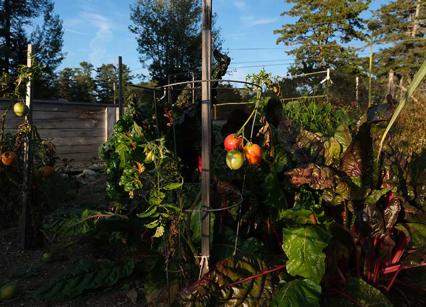 A vegetable garden with tomatoes and Swiss chard.