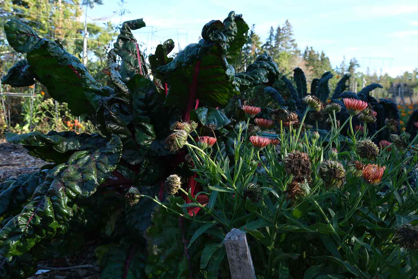 Swiss chard and calendula in a garden