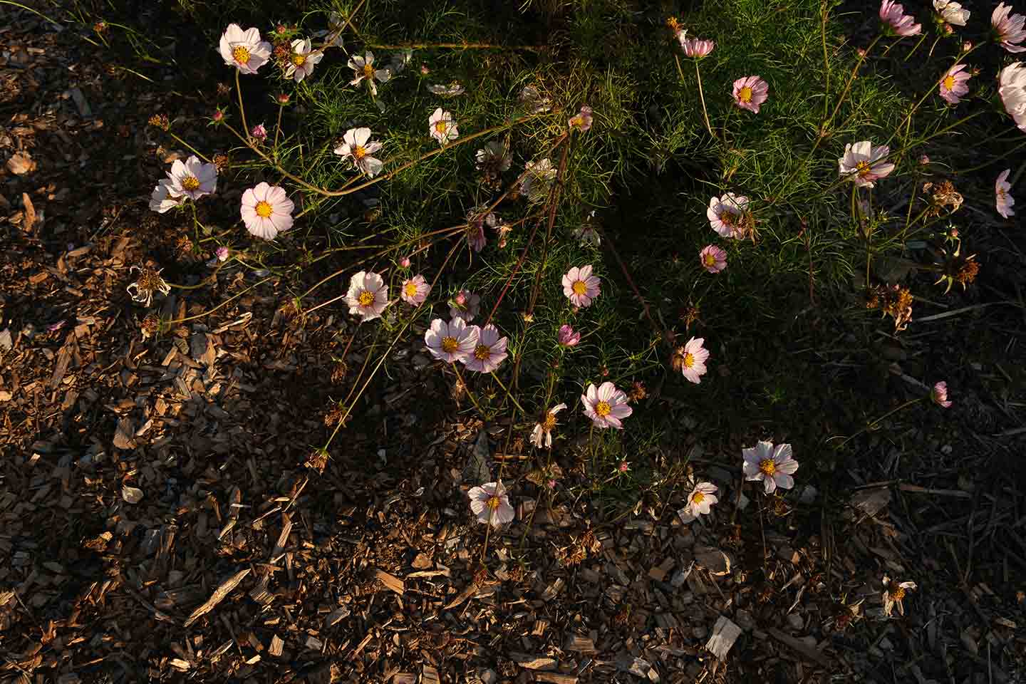 Pink cosmo flowers on wood chips