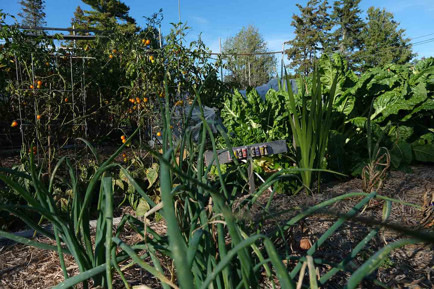 A community garden with onions, celery and flowers