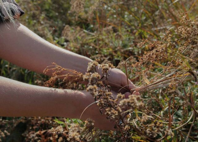 A close up of hands collecting dried grasses from a meadow