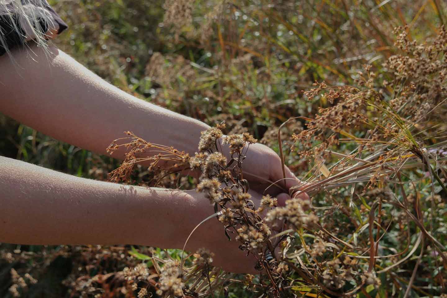 A close up of hands collecting dried grasses from a meadow