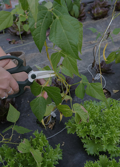 A woman cutting fresh green beans in a greenhouse