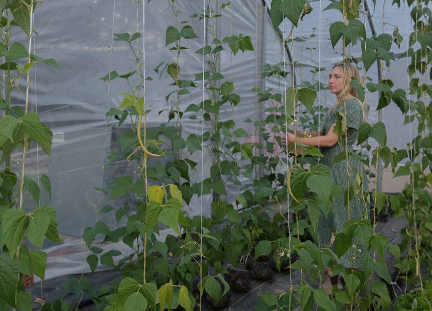 A woman carrying a basket walking through green beans in a greenhouse