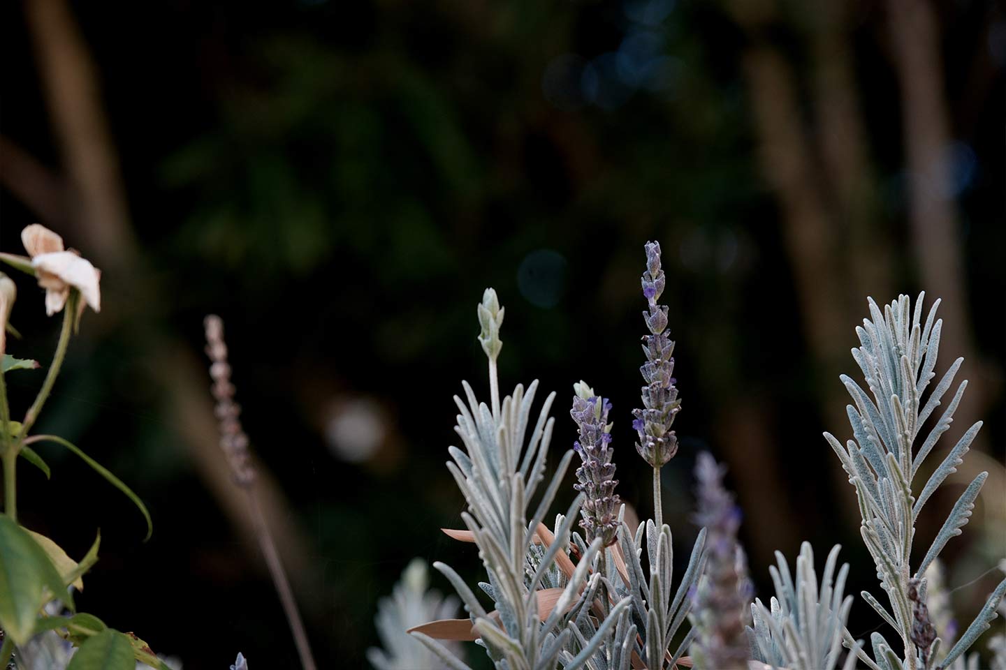 A close up shot of white roses and lavender