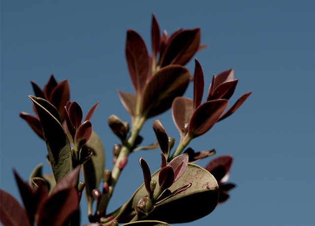 Leaves against a blue sky