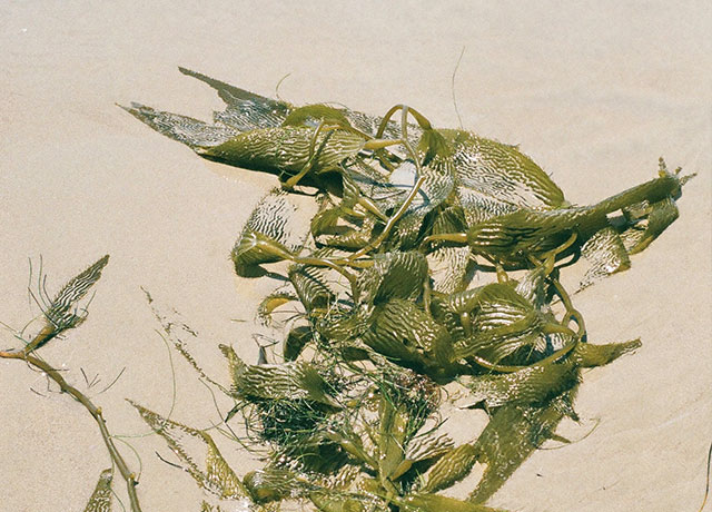 Seaweed on the beach