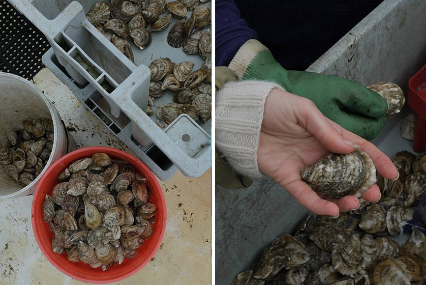 Hand harvesting oysters in buckets