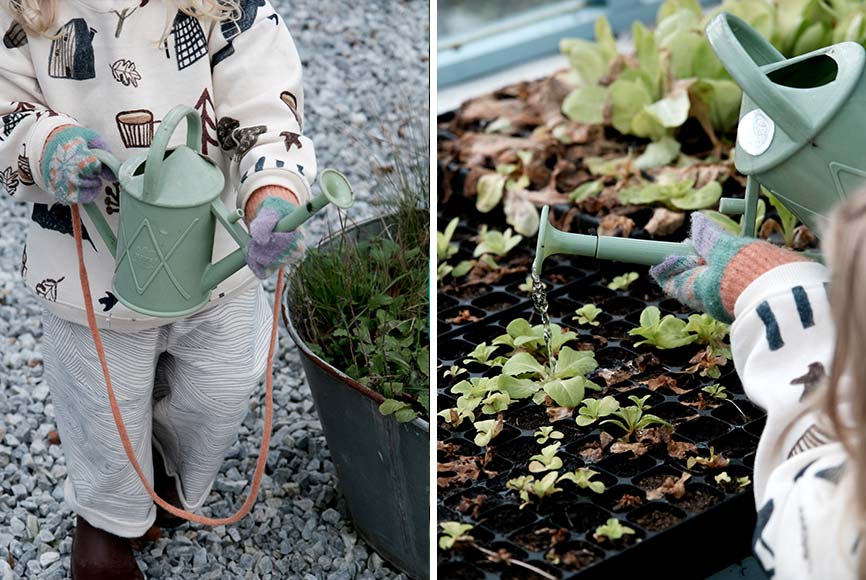 A little girl watering seedlings