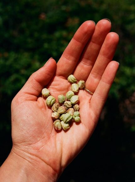 How to Sow Seeds: A Sustainable & Organic Gardening Guide