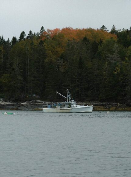 The Best Fish To Eat for Healthy Humans and Healthy Oceans