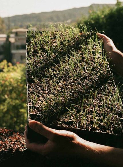 How to Sow Seeds: A Sustainable & Organic Gardening Guide