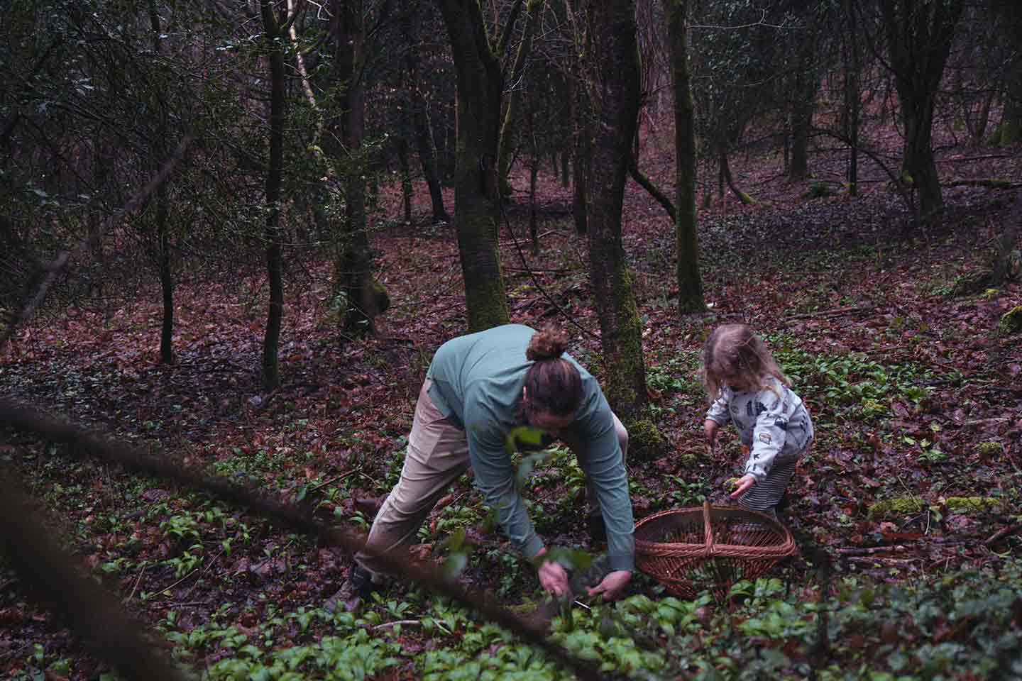 A father and daughter foraging wild garlic in the forest
