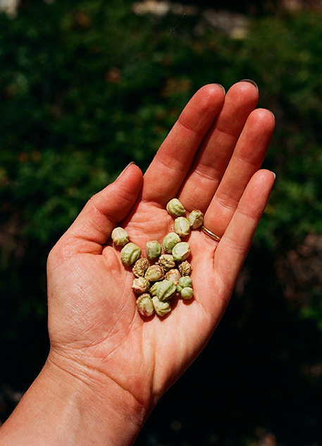 A woman holding vegetable seeds in her hand