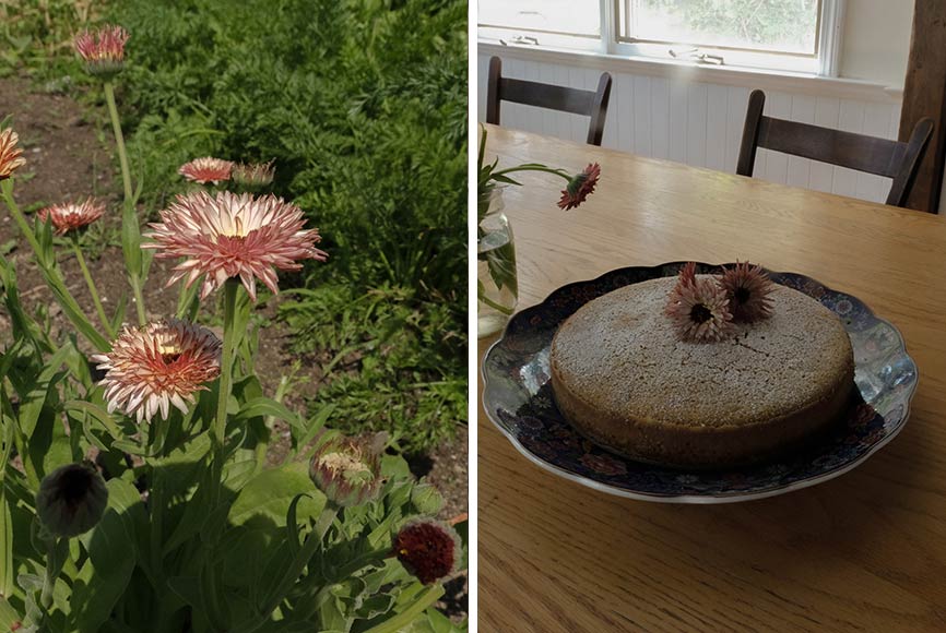 Calendula flowers on a lemon olive oil cake