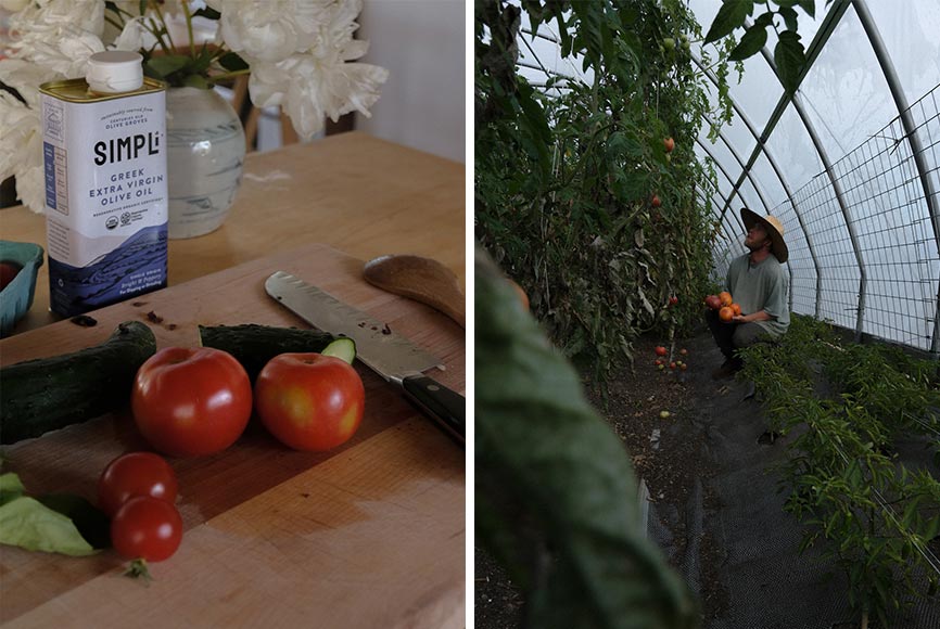 A man at a farm holding tomatoes he has just picked from the vine