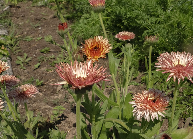 Pink calendula flowers in a garden