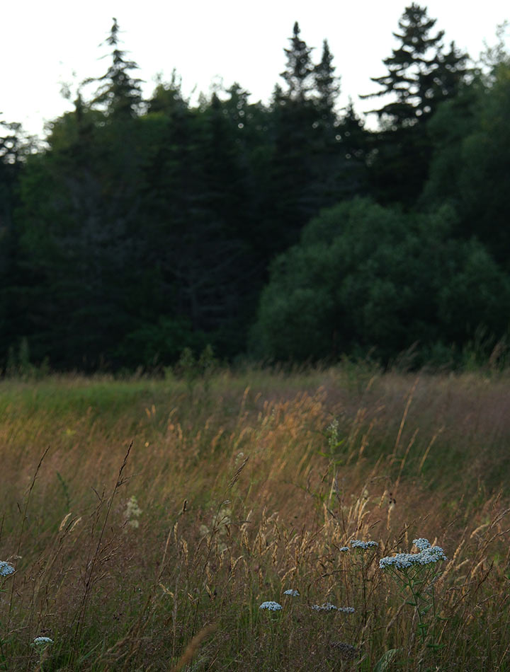 A wildflower meadow and forest shot in the evening